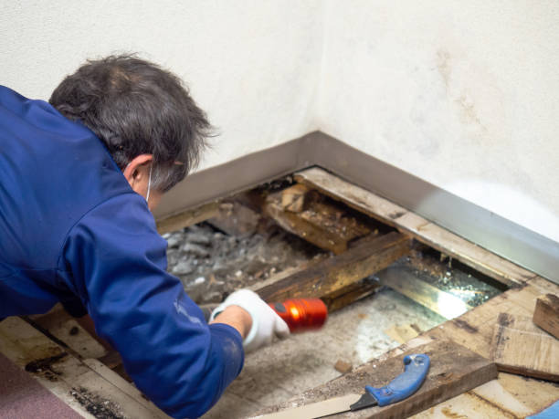 Best Post-Flood Mold Remediation in Ashland, KY