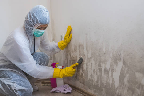Best Mold Remediation for Specific Building Types in Ashland, KY