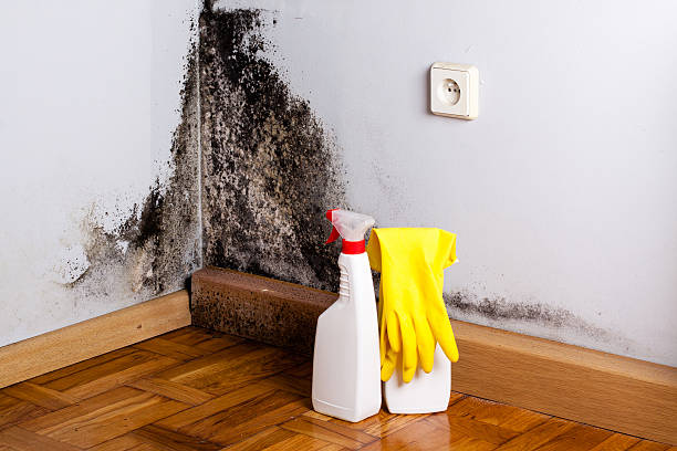 Best Residential Mold Remediation in Ashland, KY