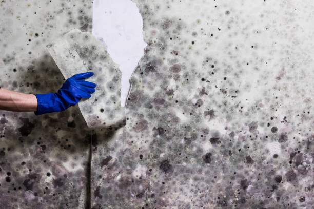 Best Insurance-Related Mold Remediation in Ashland, KY