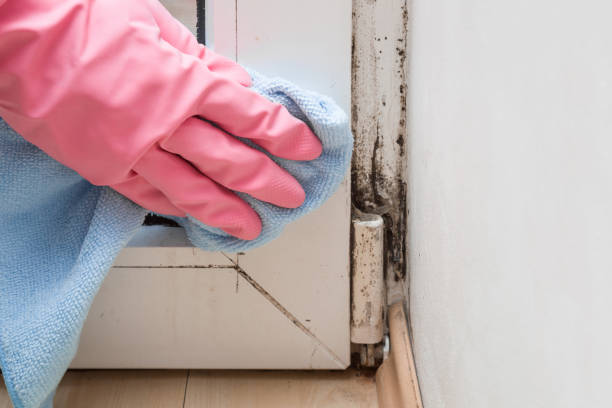 Best HVAC Mold Remediation in Ashland, KY